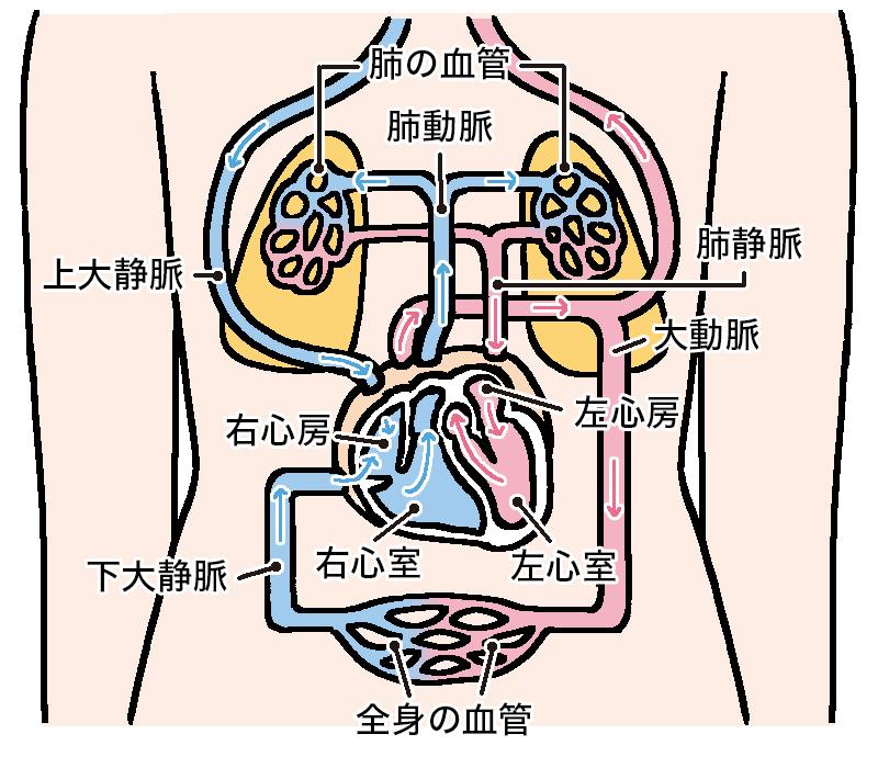 shinhuzen