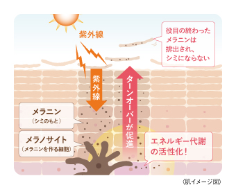 ターンオーバー