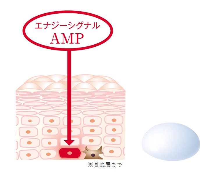 AMPが基底層まで浸透